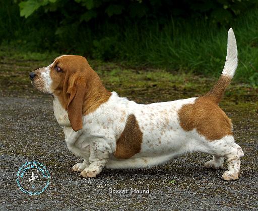 Basset Hound 9R037D-46.JPG